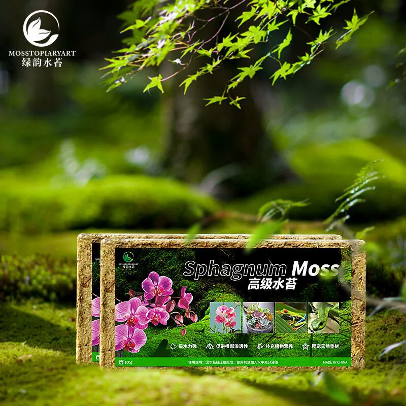Водяной мох фаленопсис черника сочный Орхидея прививка растений вьющийся коврик для домашних животных черепаха яйцо набор