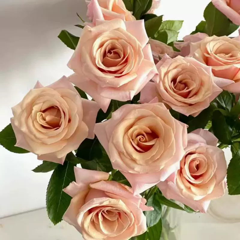 Роза из перламутра, абрикосово-желто-розовая, высокая кустарниковая, с крупными цветками, многовременная, для балкона и двора, устойчивая к болезням.