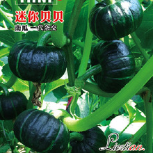 ����������ؐؐ�ϹϷN�� ����С��������ŴС�ϹϷN�� ���غ÷N