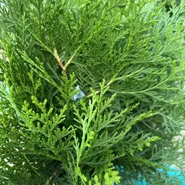 其他药食同源;艾灸/艾草/艾条/艾制品;决明子