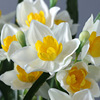 Daffodil Bouquet puts the beam of Naruton Flower Bouquet simulation indoor plant potted water fairy plastic bouquet spot