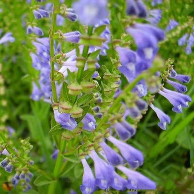 半枝莲种子并头草韩信草赶山鞭牙刷草庭院阳台盆栽易种