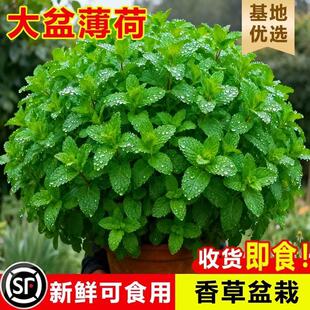 纯抹茶粉
