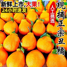春见新鲜耙耙柑橘子斤蜜橘桔子当季时令应季水果整箱摘