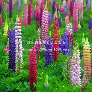 �������N�Ӵ��ﲥ���ȶ��N���ͺ����������Ծ��^�G��ͥԺ���ܷN��