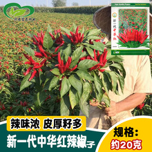 乐农新一代中华红朝天椒种籽 簇生大果鲜红高辣指天椒辣椒种籽