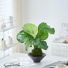 ���O��̦�\��/��������ˮ��ֲ���ļ����B�҃���������՚��^�~ֲ