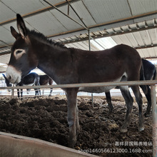 种母驴一头、两百斤左右的肉驴苗价格 德州驴养殖场