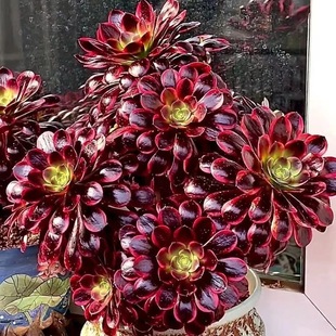 ��Ʒ�F؛�W�����߶����Ծ�Ʒ�����������ֲ��ϡ��Ʒ�Nɏ����