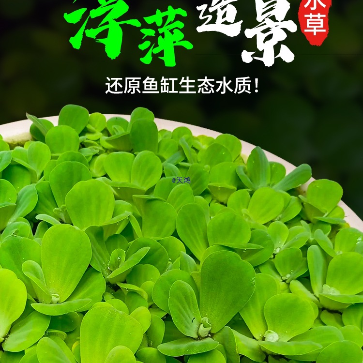 浮萍水草植物鱼缸造景水培制氧和鱼共养水葫芦水芙蓉一叶莲