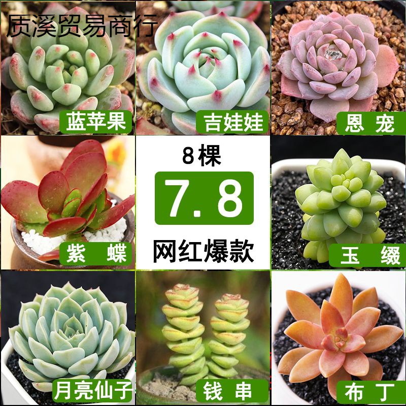 多肉植物绿植花卉室内阳台办公室桌面小盆栽易养活组合大棵批发