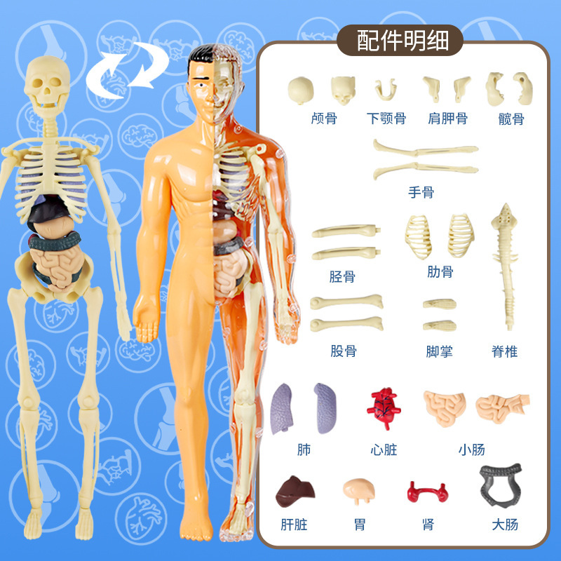 半透明人体模型【袋装】+中英文彩绘说明书