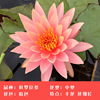 Big Water Lily Root Water Lily Hydroponic Plant Four Seasons Lotus Potted Planted Flower Flower Lotus Water Lily Root Living Room