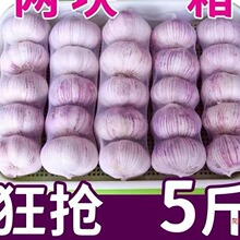包邮大蒜子5批發斤山东红皮干新大蒜头5斤剥白皮大果干蒜大蒜子