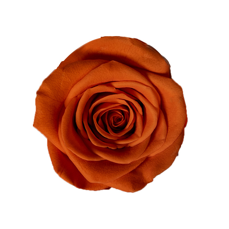 4-5cm 8 Flores, grado B DIY flores eternas, rosas eternas, Yunnan Kunming al por mayor, flores preservadas