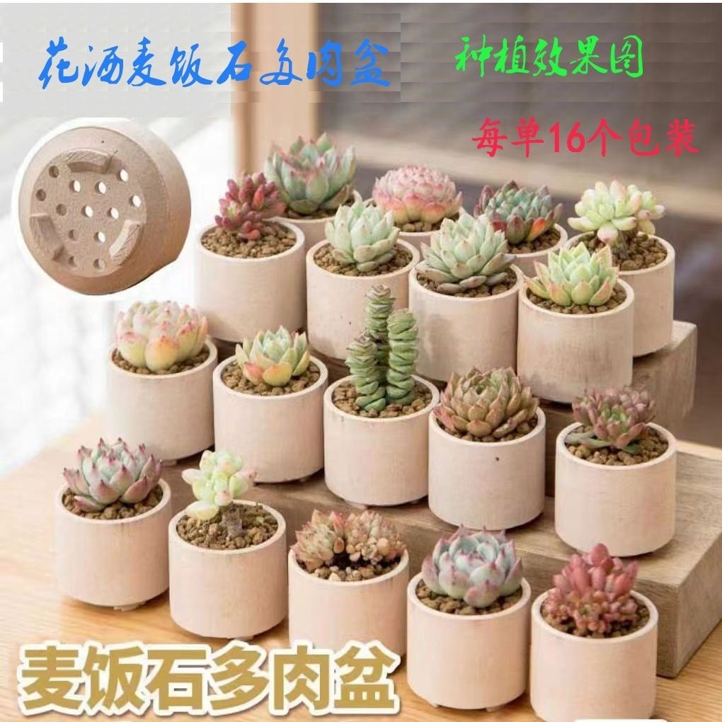 New Product 2 Showerheads, Small Square Pots Made of Medical Stone, Ceramic Unglazed Coarse Pottery, Hand-Painted Square Thumb Succulent Pots, Simple Design