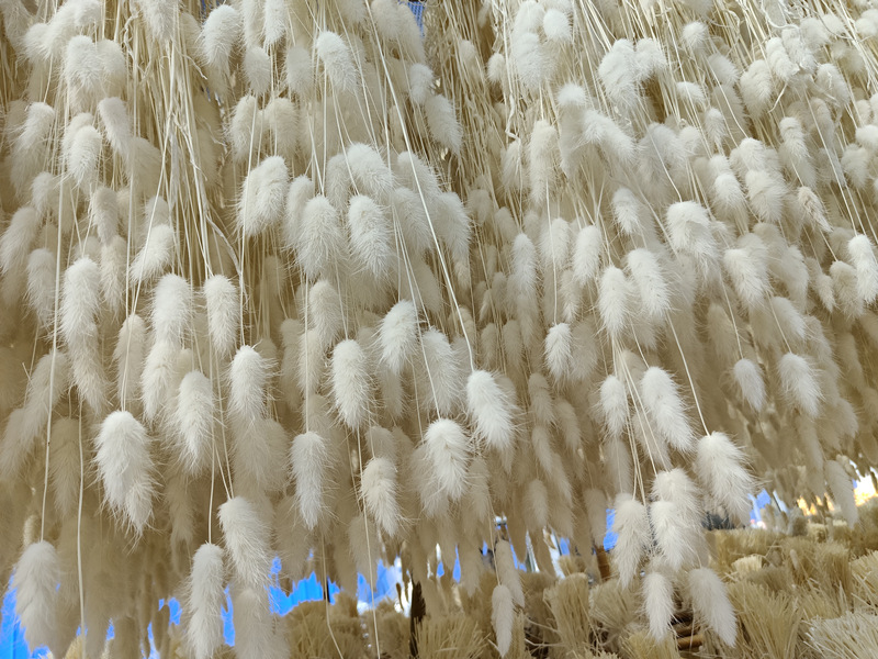 Pampas Grass Bouquet 10