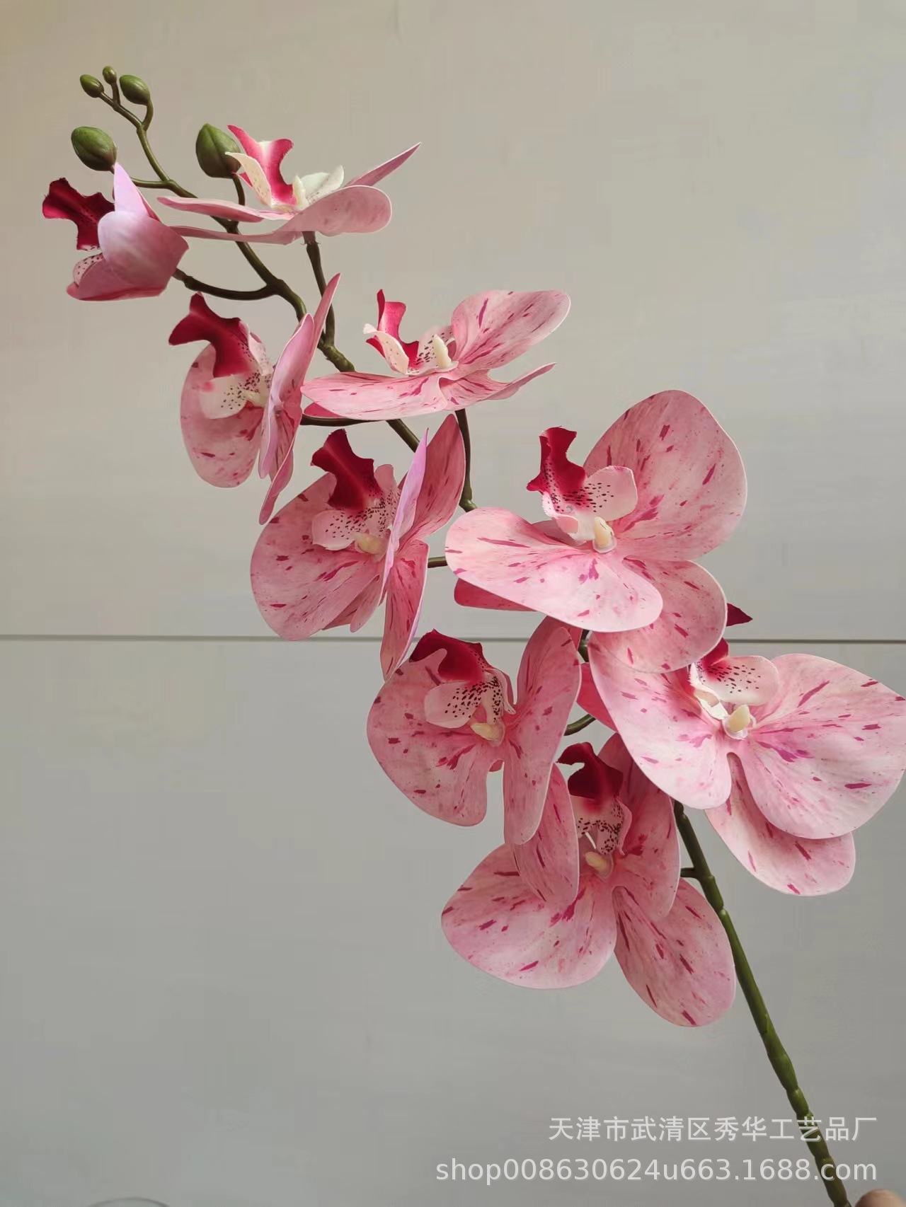 3D蝴蝶兰佳丽粉