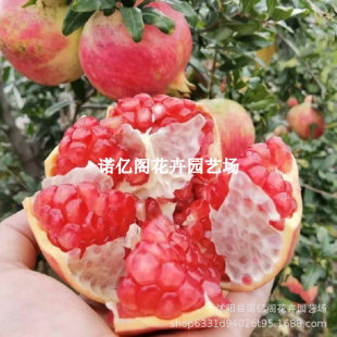 ���r�tʯ������ش�ܛ��ʯ����Ϸ������Nֲʯ��������Ԯ���Y��