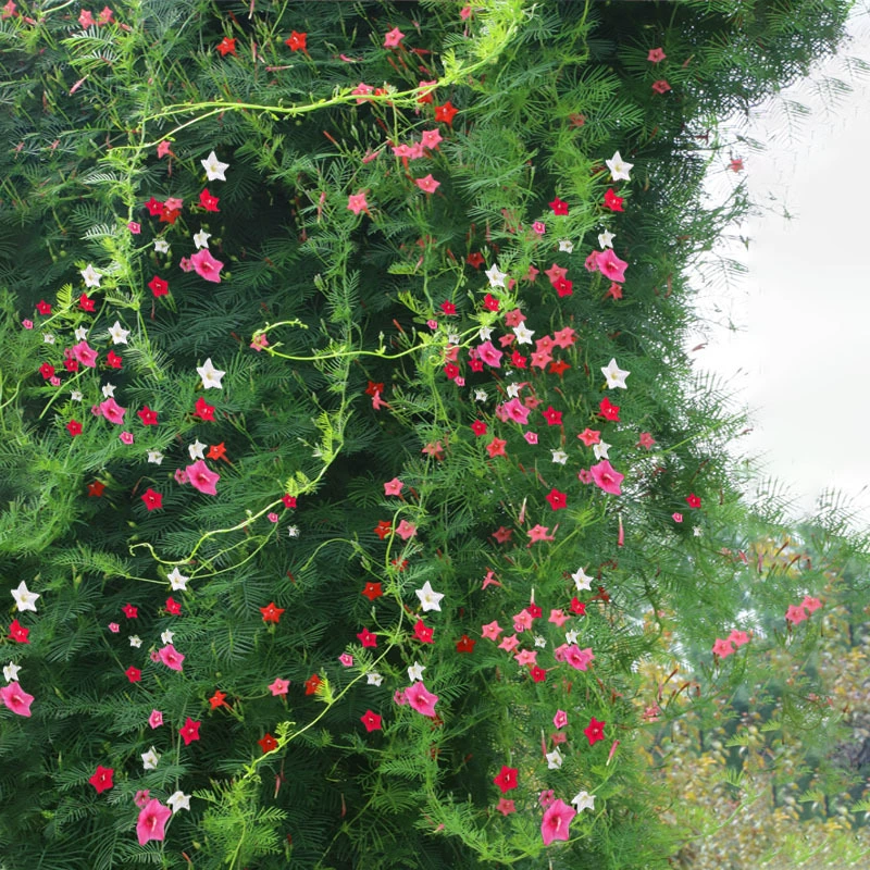Семена Trichosanthes kirilowensis Цветение в четыре сезона Легко жить Семена цветов Двор Открытый Внутренний Горшок Вьющиеся Растения