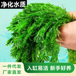 Centipede Grass, Aquatic Plants, Turtle Fish Tank Landscaping, Fish Tank Water Purification, Green Plants, Novice Fish Farming Background Grass