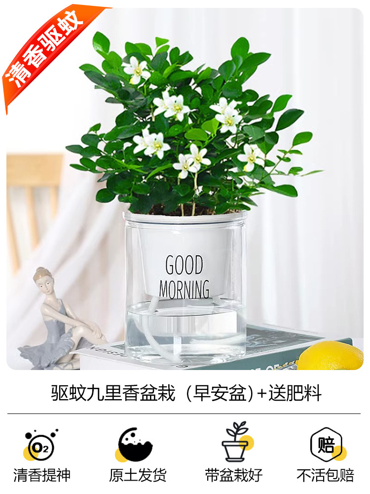 모기퇴치 구리향 화분 + [굿모닝 대야] + 무료 비료