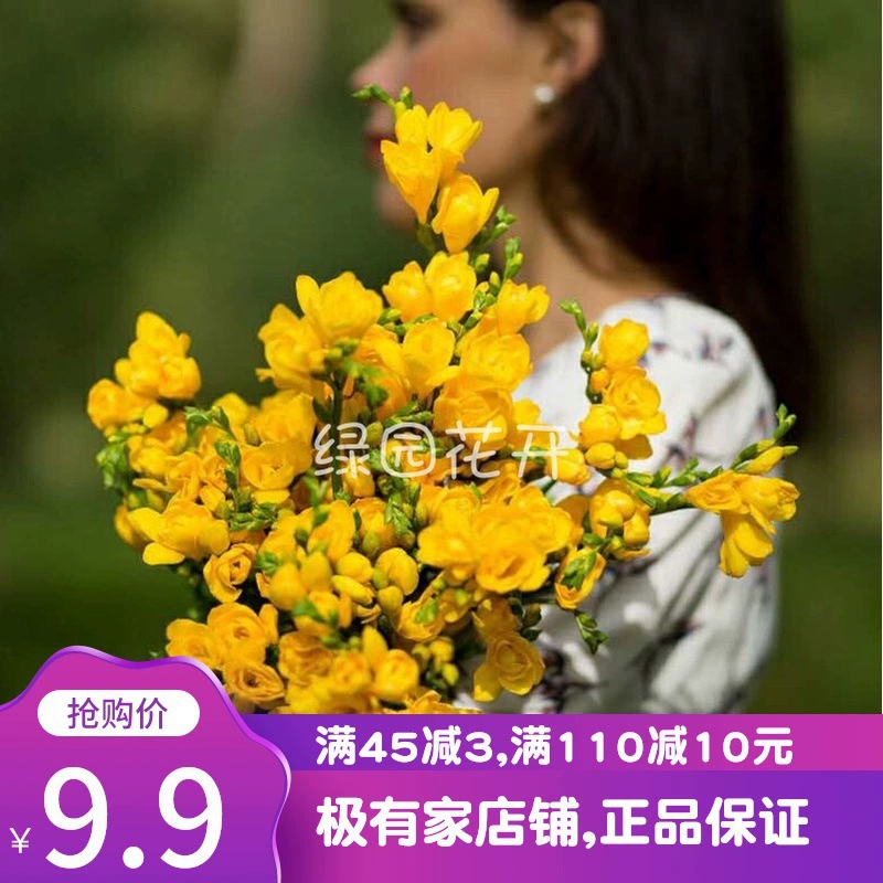 Луковицы фрезии, зеленые садовые цветы, семена снежной орхидеи, легко выращиваемые и размножаемые многолетники.