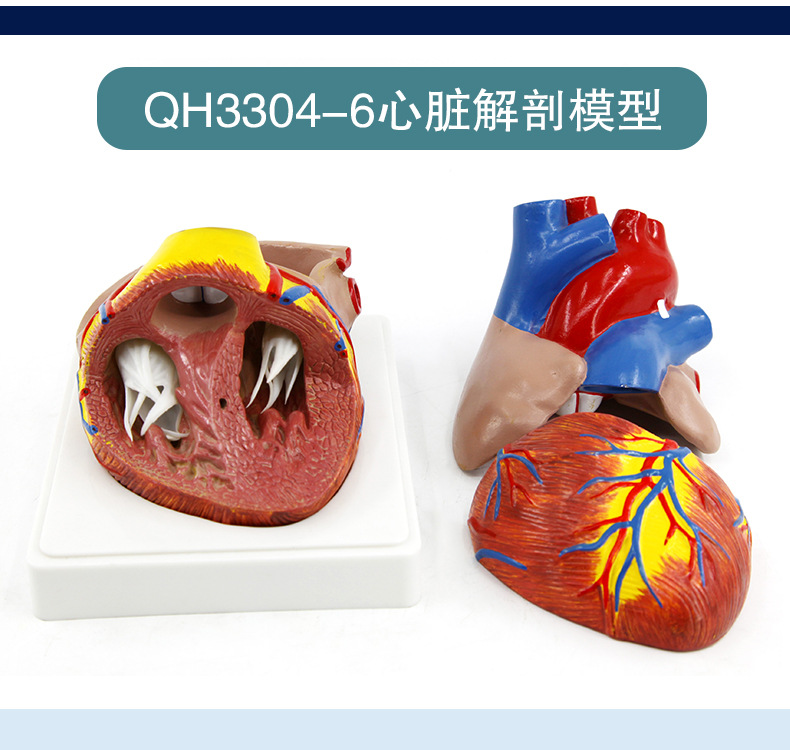 心脏解剖模型_15.jpg