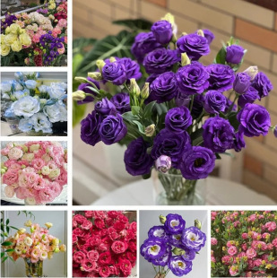 200 Eustoma Thornless Rose Seeds
