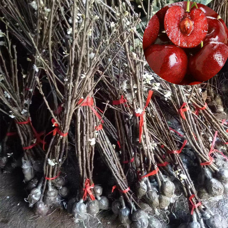 毕节玛瑙红樱桃树苗乌克兰大樱桃包邮嫁接苗南方种植樱桃果树直销