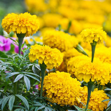 �M�����S���S�f�۾շN�ӻ�ɫ�ļ��׻�N�ӳ��ջ��N����ͥԺ����