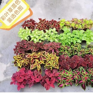 ���~������ϲ��͕�ͥԺ�̨���B�^�~ֲ������K����ֱ�l