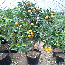 金桔树苗金桔苗小金桔子树盆栽橘子苗地栽食用四季带果室内外果树