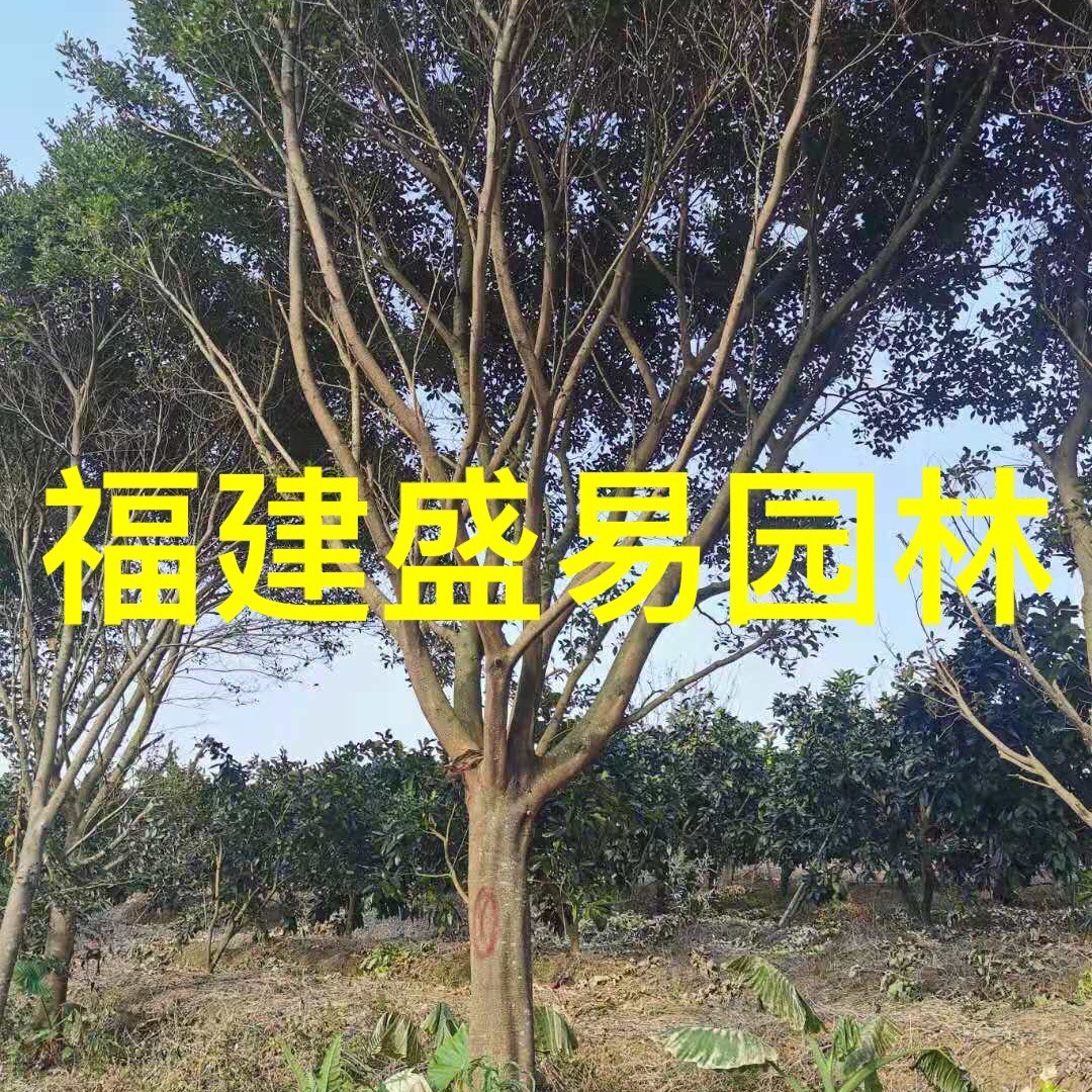 浙江15-30公分红皮榕批发 红皮榕价格 无柄小叶榕供应 无柄榕基地