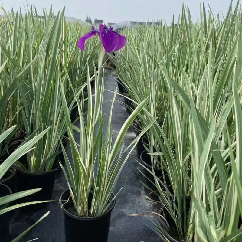 花叶玉蝉花 (2).jpg