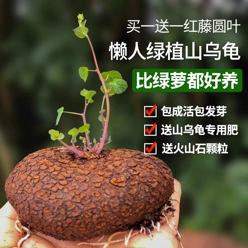 Горная черепаха золото не меняет растение горшок красный лист ротанга лист Крытый Гидропоника балкон гостиная