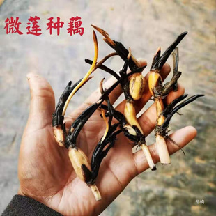 Miniature Bowl Lotus Seed Lotus Root Small Lotus Seedling Roots Without Flower Buds Mini Lotus Blooms in All Seasons Indoor and Outdoor Florals