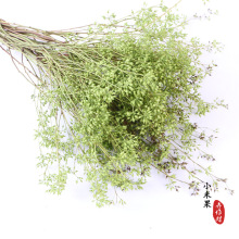干花小米果干小米叶diy圣诞花束花材尤加利森系装饰地摊干花批发