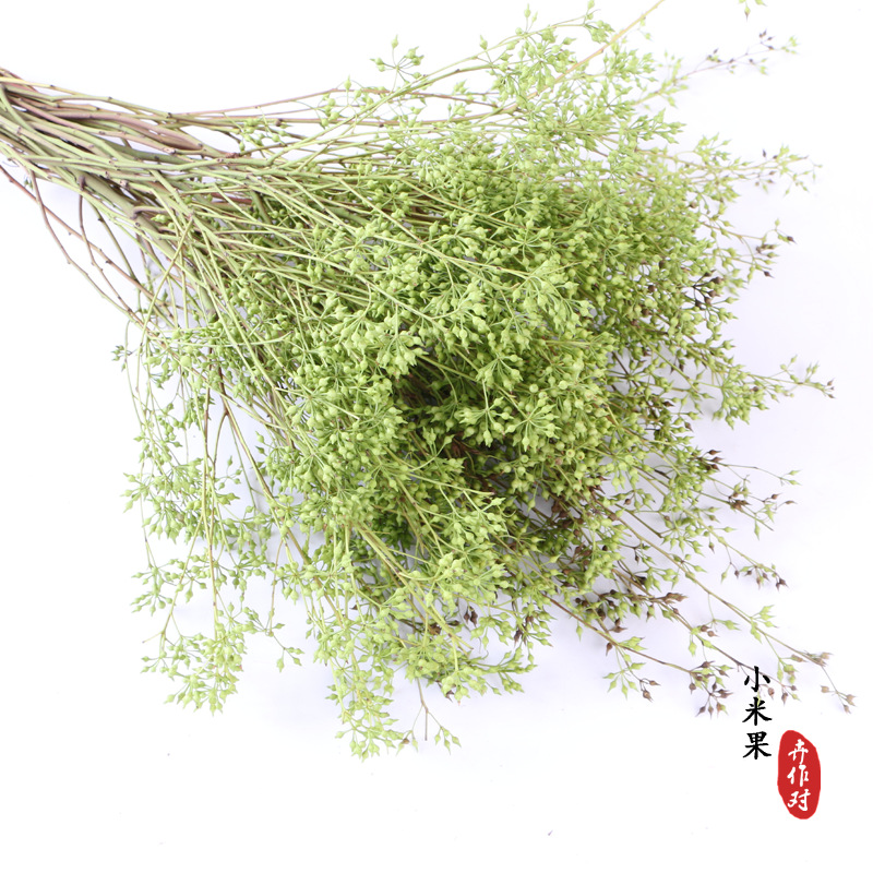 干花小米果干小米叶diy圣诞花束花材尤加利森系装饰地摊干花批发