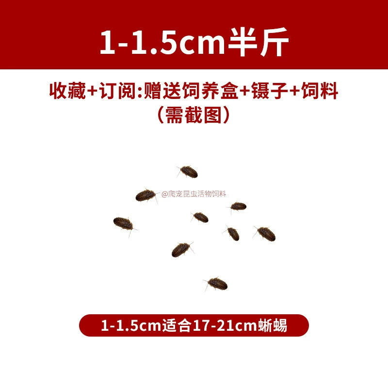 [杜比亚蟑螂昆虫爬宠活饵饲料新成体繁殖组半斤中国]
