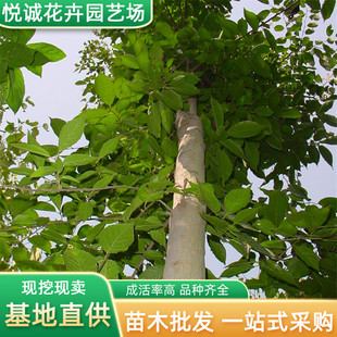 Dropshipping of Eucommia Saplings, Landscaping Seedlings, Color Roadside Landscape Trees, Courtyard Planting Trees, Preferential Prices