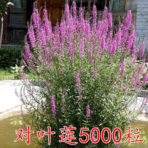 Semillas de flores, plantas en macetas, balcón, jardín, margarita, girasol, lavanda, pétalos dobles, semillas de girasol