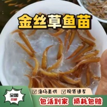 俄罗斯金丝草鱼苗淡水养殖可食用正宗黄金色草鱼苗红眼观赏鱼包活