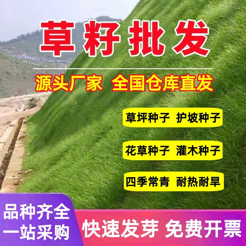 Семена трав для защиты склонов, газонные семена, ржавка, высокорослая овсяная трава, карликовая многолетняя трава, ковровая трава, трава для защиты склонов, лисий хвост.