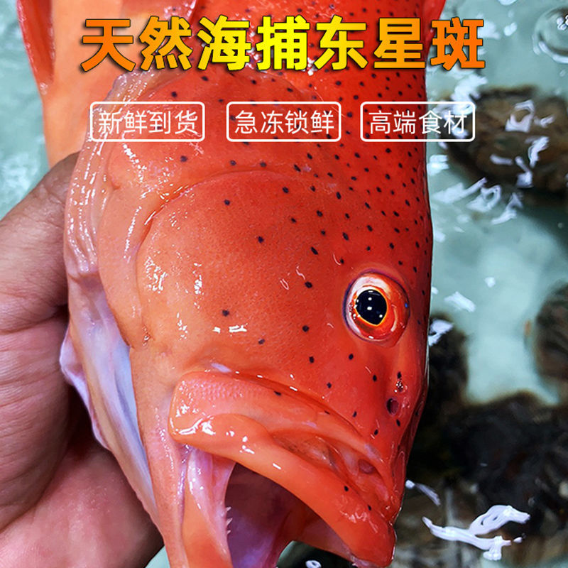 东星斑石斑鱼新鲜现杀速冻鲜活海鱼冰鲜深海大红星红斑鱼海鲜批发