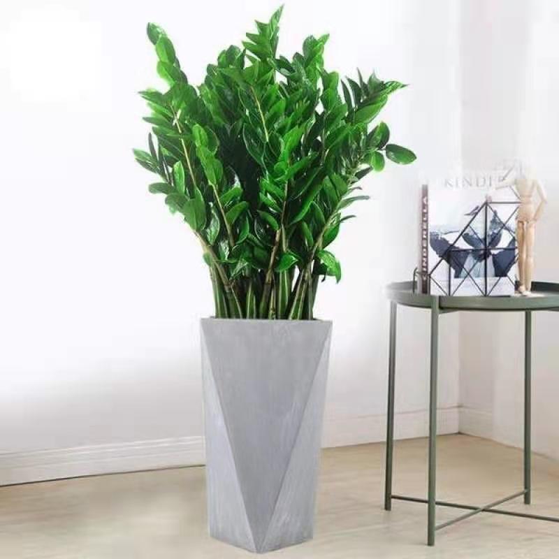 Opening Housewarming Plant Money Tree Living Room Purifying Air Fortune Tree Money String Potted Plant Evergreen Green Plant