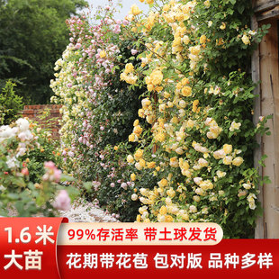 Rose Flower Shrub Rose Potted Extra Large 1.6m Flower Seedlings Courtyard Climbing Vine Balcony Rose Blooming in All Seasons