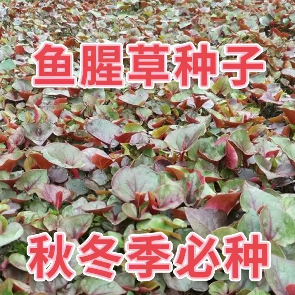 semillas de houttuynia, semillas de semillas, raíces de orejas dobladas, plántulas de raíces frescas en maceta, cuatro estaciones, Guizhou, Yunnan, Sichuan