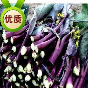 ʮ�¼t��̦�N�� �����߮a �^���߲� �����＾�Nֲ �̨�������N��