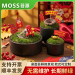 新年桌面苔藓微景观家居桌面小摆件青苔绿植微景观盆景造景小苔藓
